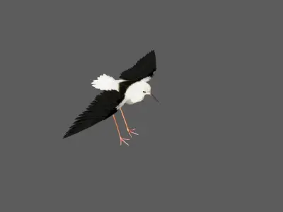 Realistic Stilt bird with feather 3D model