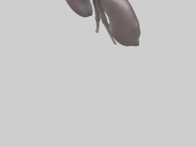 Hippo Kidneys Low-poly 3D model