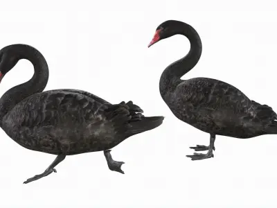 Black Swan 3D model