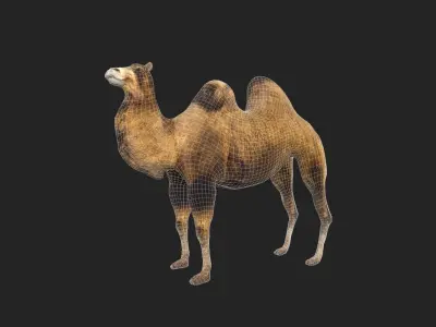 Camel Low-poly Low-poly 3D model