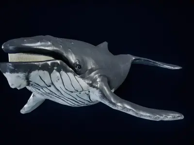 Humpback Whale PBR 3D model