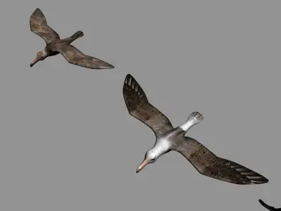 Antarctic Wildlife Collection Penguins Chicks Albatross Low-poly 3D model