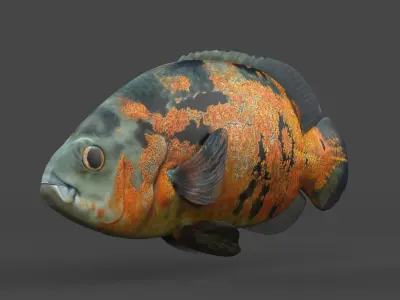 Oscar Fish 3D model