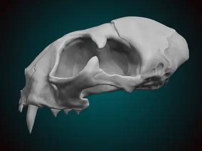 Cat Skull 3D model