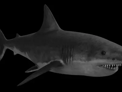 White Shark Low-poly 3D model