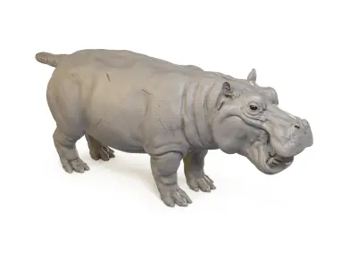 Hippopotamus 3D model 2