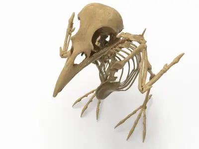 Raven skeleton 3D model