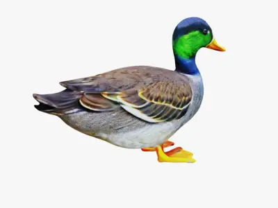 Duck Animal Free 3D model