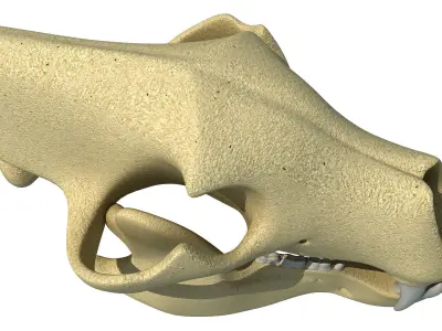Polar Bear Skull 3D model