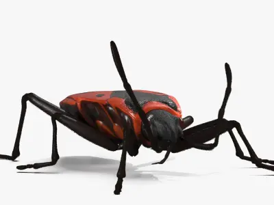 Pyrrhocoris Apterus Crawling Insect Red Black Fur 3D model