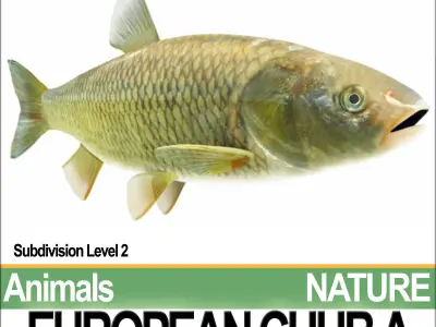 European Chub A 3D model