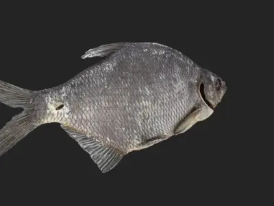 Bream dry fish Low-poly 3D model