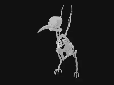 Hummingbird skeleton 3D model