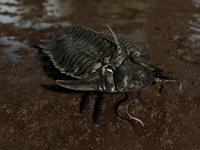 Trilobite 05 - Hoplolichas Furcifer Low-poly 3D model