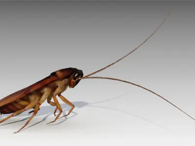 Cockroach Low-poly 3D model