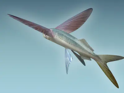 Atlantic Flying Fish 3D model