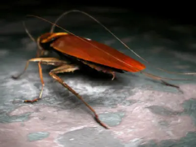 Cockroach Rigged 3D model