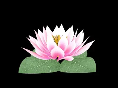 Water Lily Low-poly 3D model