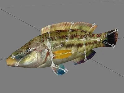 Lumbrak - Symphodus Tinca Low-poly 3D model