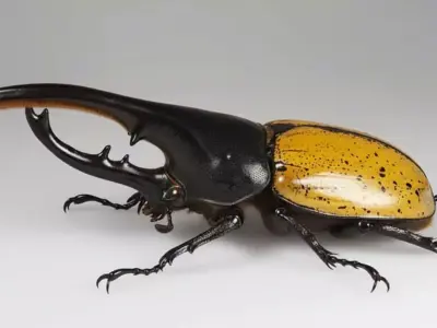 Realistic Hercules Beetle Detailed Insect Horns Glossy Shell Low-poly 3D model