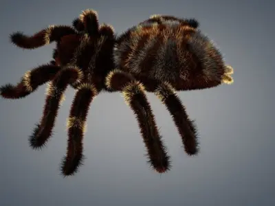 Spider tarantula 3D model