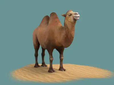 camel luggage horse animal mammal desert saudi hershel sahara 3D model