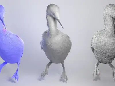 Common loon 08 Low-poly 3D model