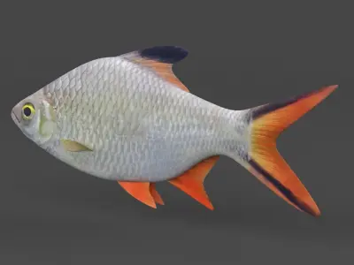 Tinfoil Barb Fish 3D model