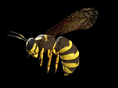 wasp low poly and fully rigged Low-poly 3D model