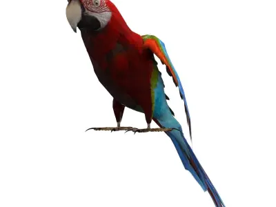 Parrot Animated Low-poly 3D model