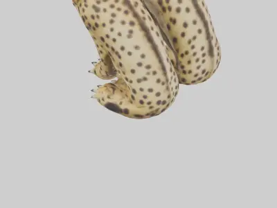 Cheetah Paws Model 3D model