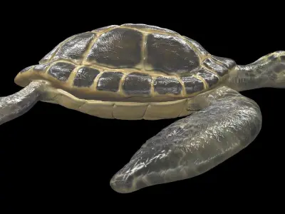 Turtle sea flying Free low-poly 3D model
