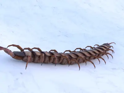 Centipede Rigged animated  Low-poly 3D model