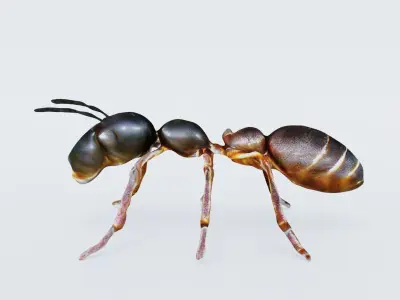 Ant Animal Free 3D model