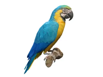 Macaw Collection perched on branch 3D model