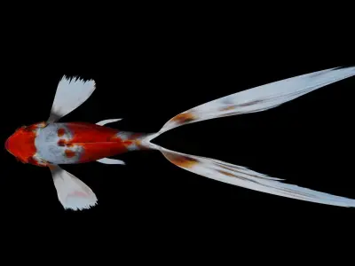 Sarasa Comet goldfish Low-poly 3D model