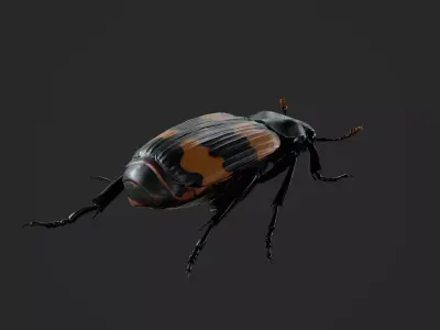 Burying beetle Nicrophorus japonicus  Low-poly 3D model