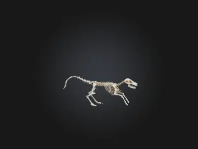 Realistic Coyote Skeleton Model Low-poly 3D model