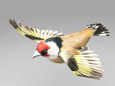 European Goldfinch - rigged - animated 3D model