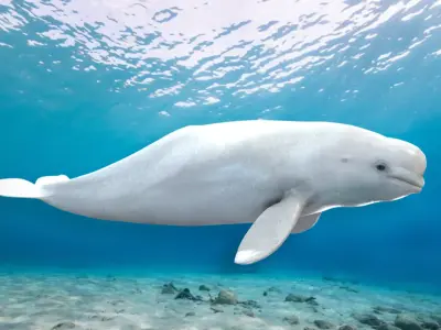 Beluga Whale Animated Low-poly 3D model