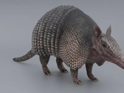 Armadillo Low-poly 3D model