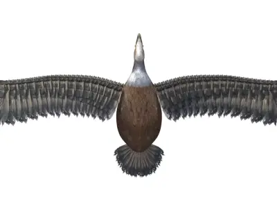Vulture Bird Rigged 3d model Free 3D model