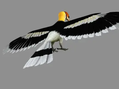 Great Indian hornbill Animation 3D model