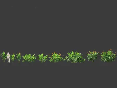 Heliconia metallica - Shining bird of paradise 3D model