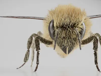 Realistic Honey Bee 3D model