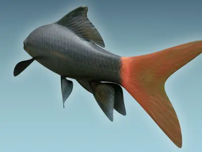 Red Tailed Fish 3D model