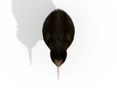 Kiwi Bird New Zealand Animal 3D model