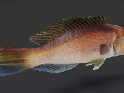 Horsehead Tilefish Animated 3D model