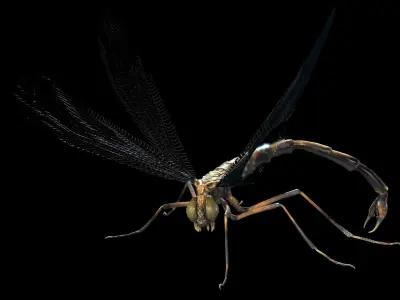 MosquitoVampire flying insect Low-poly 3D model