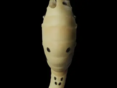 Potbelly Seahorse Low-poly 3D model